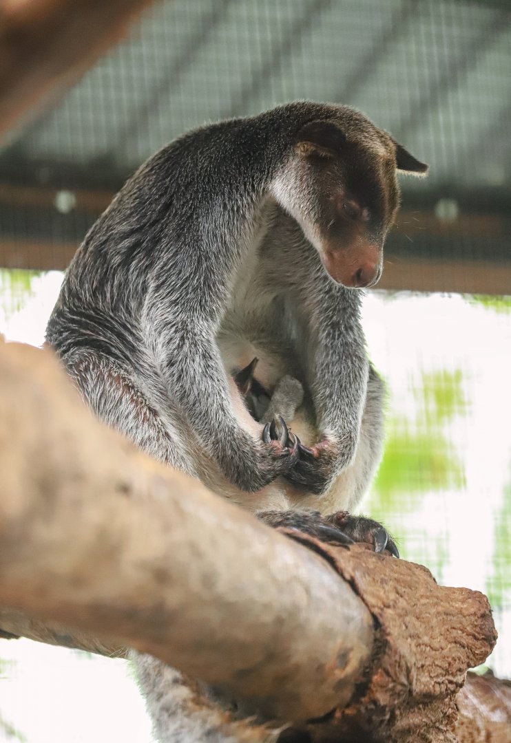 Sriayuthaya Lion Park - Grizzled Tree Kangaroo