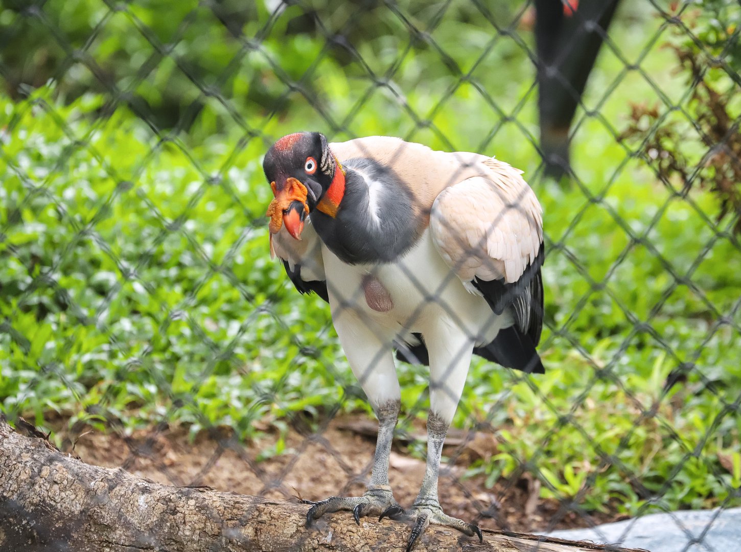 Sriayuthaya Lion Park - King Vulture