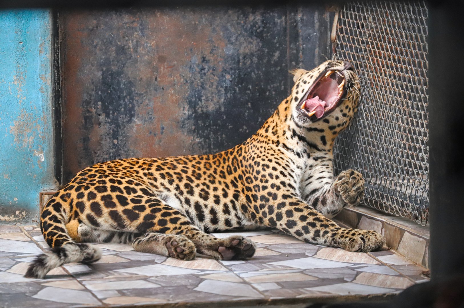 Sriayuthaya Lion Park - Leopard