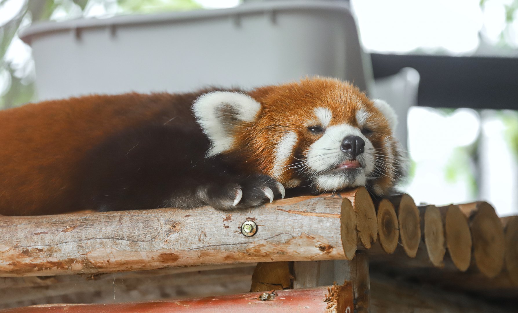 Sriayuthaya Lion Park - Red panda