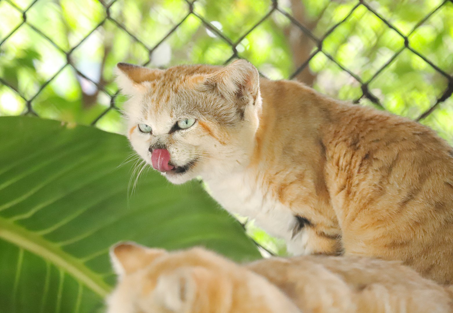 Sriayuthaya Lion Park - Sand cat