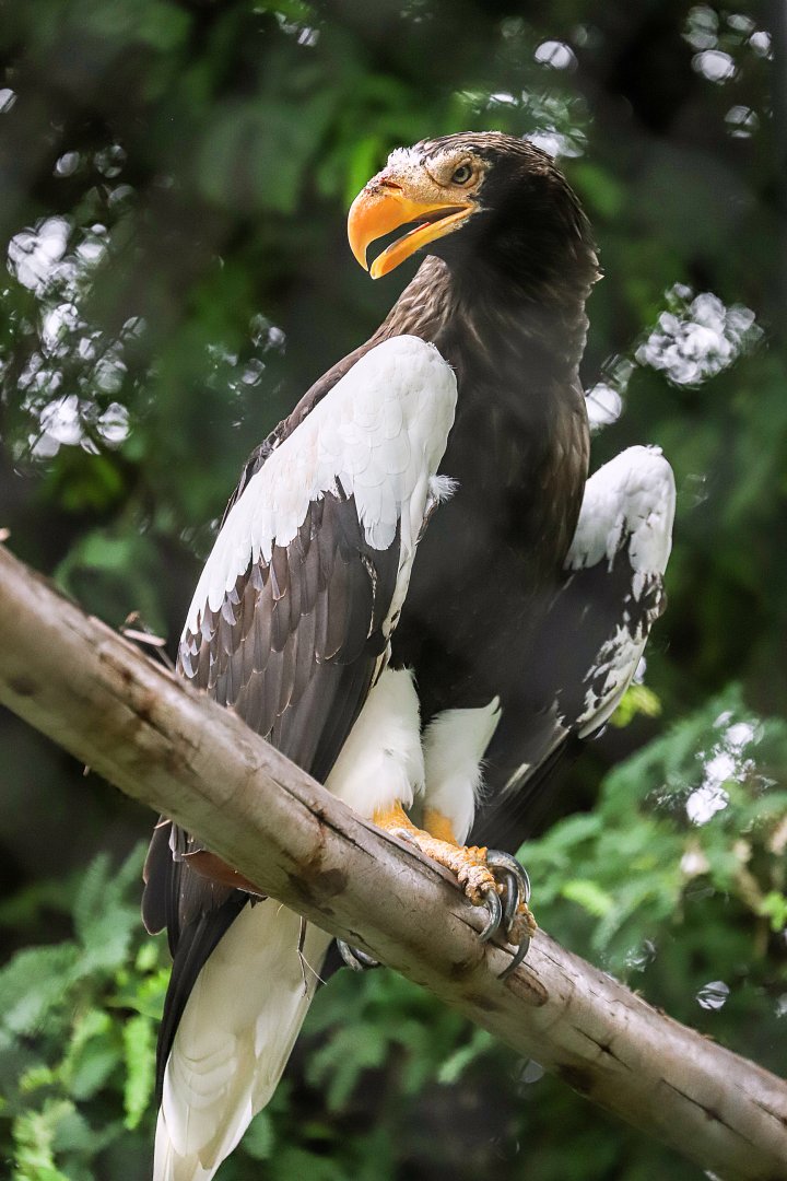 Sriayuthaya Lion Park - Steller's sea eagle