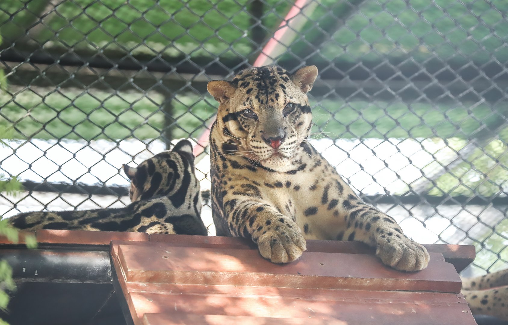 Sriayuthaya Lion Park - Sunda clouded leopard