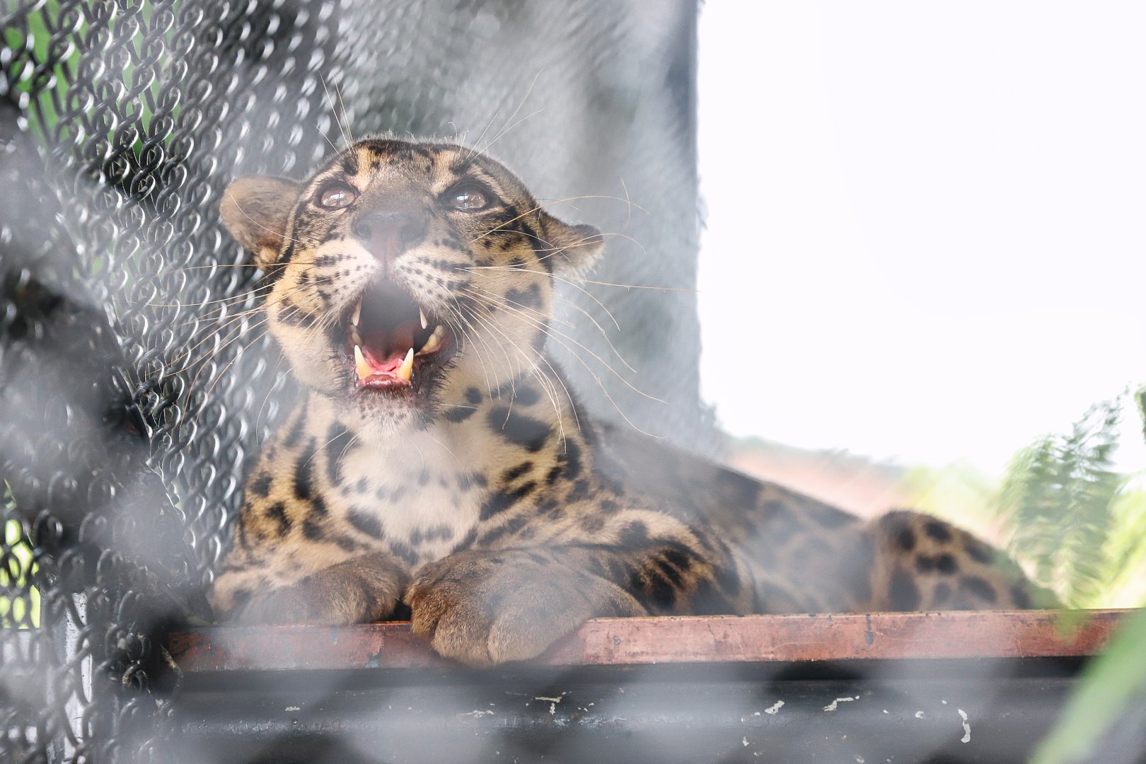 Sriayuthaya Lion Park - Sunda clouded leopard