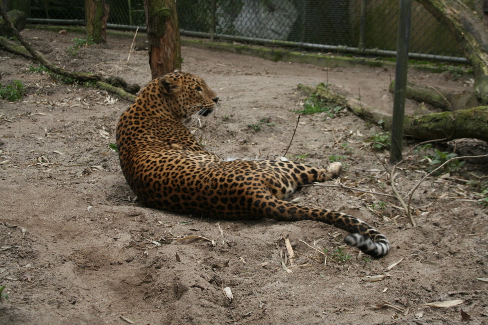 SriLankan leopard 3