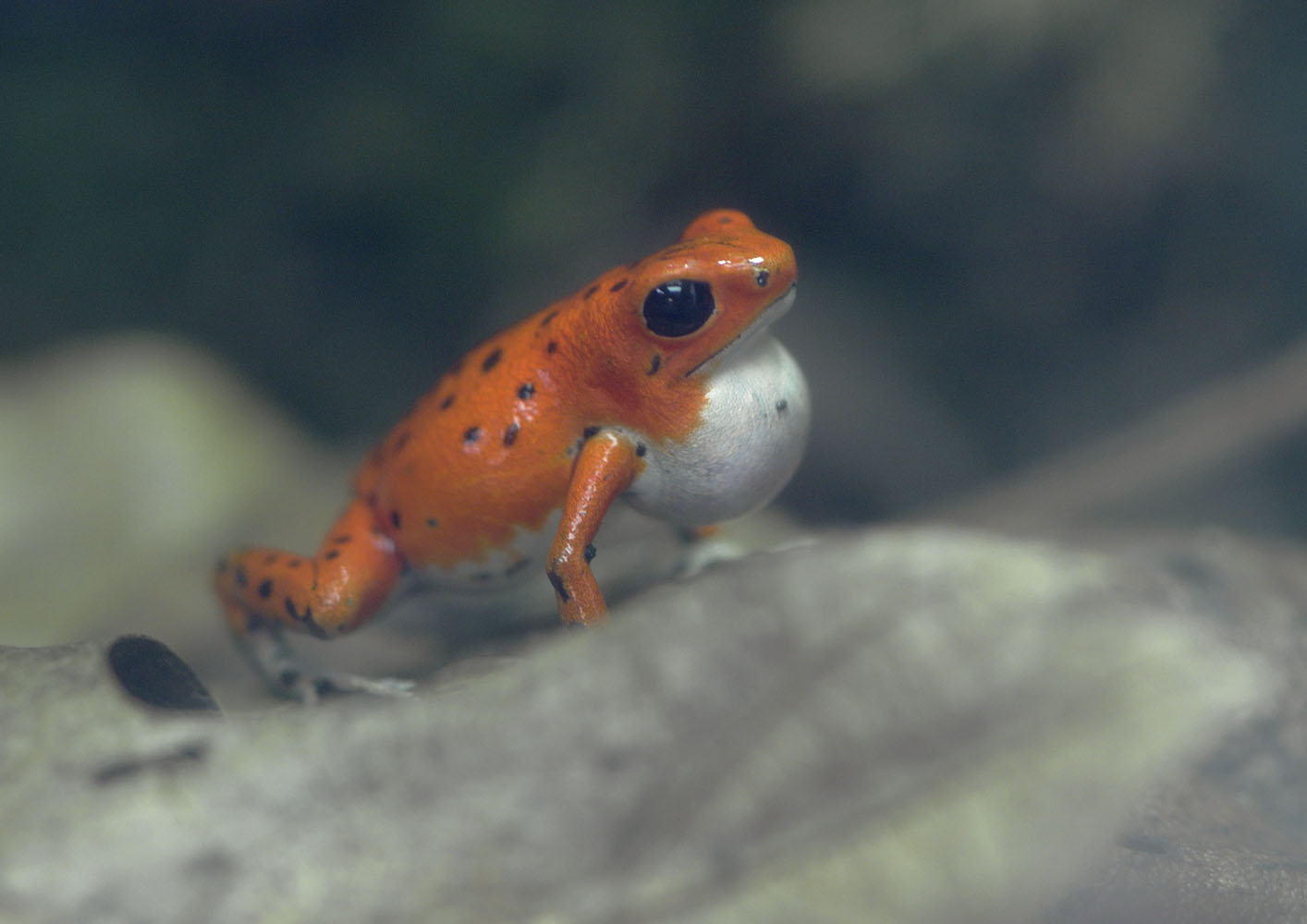 Srrawberry poison frog calling