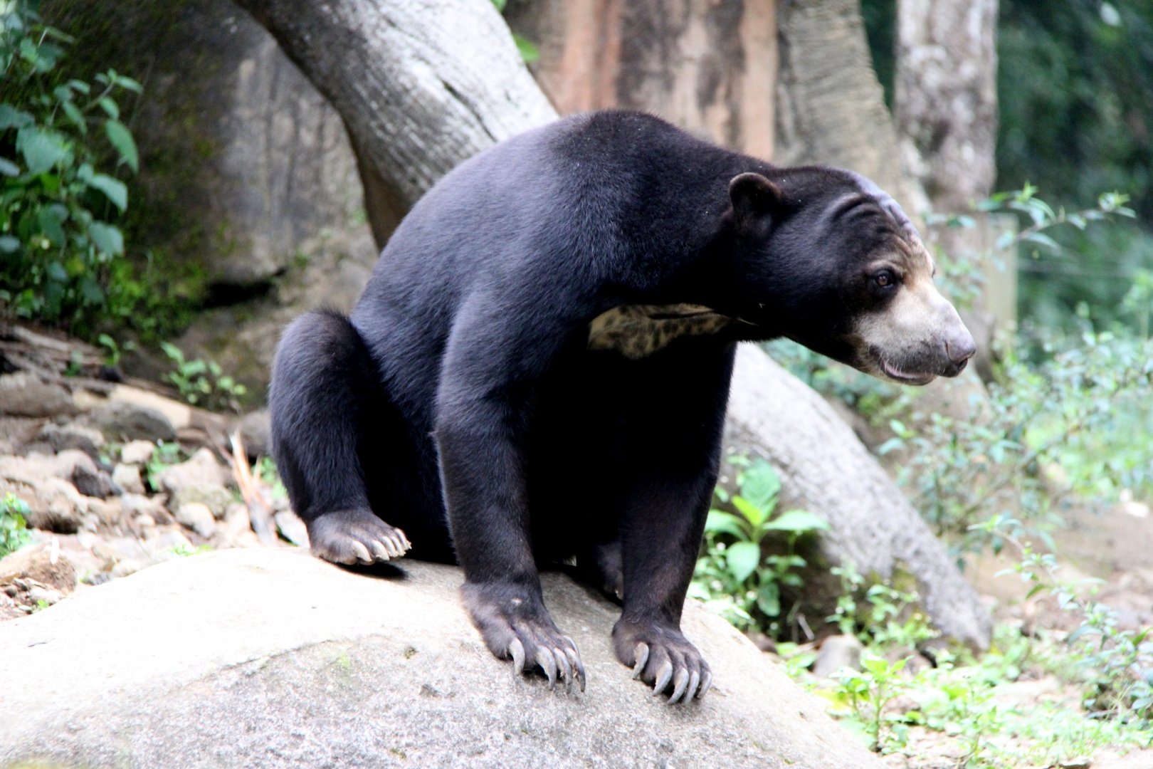 SSP ID? Borneo sun bear (Helarctos malayanus euryspilus)