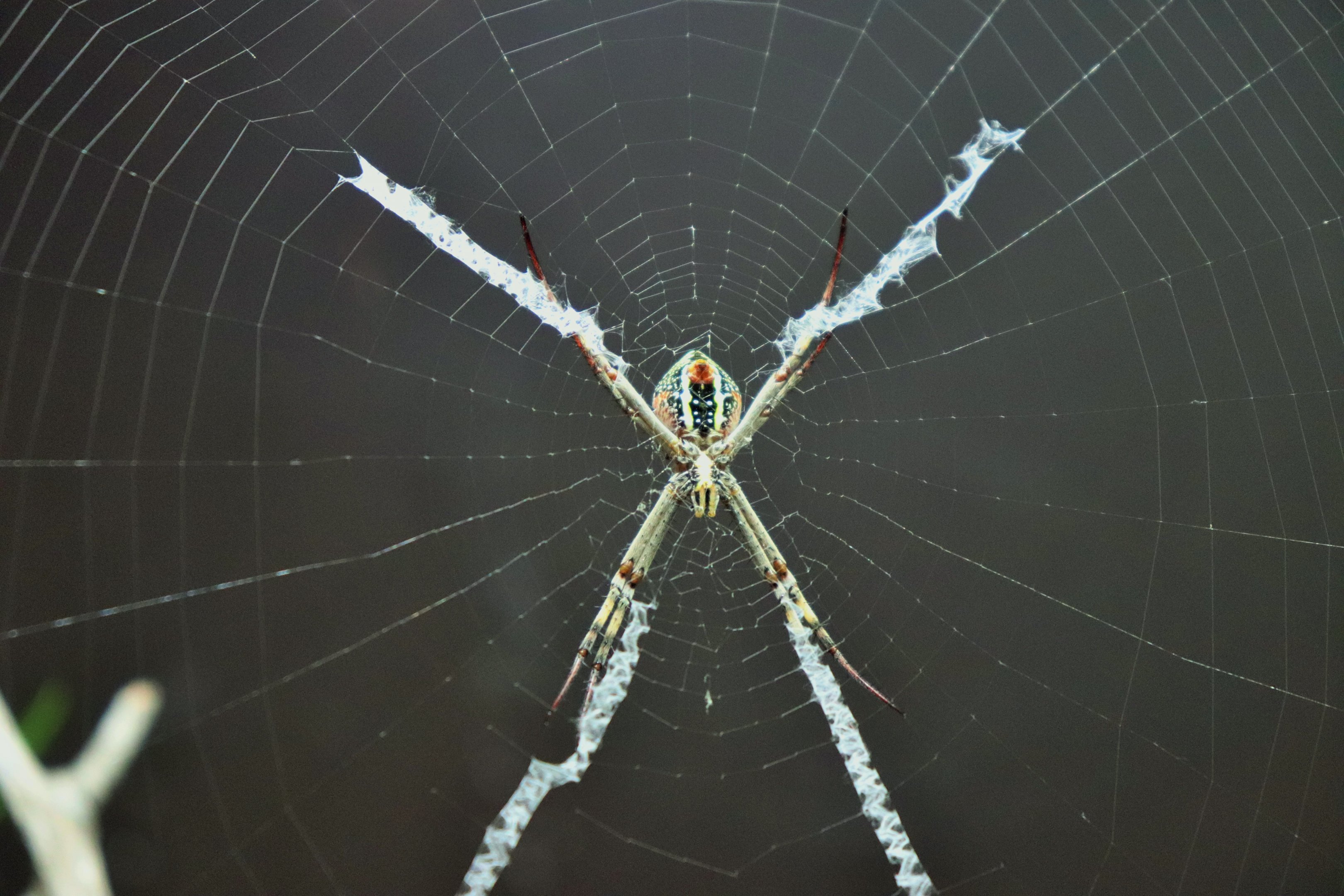 St Andrew’s Cross Spider (Argiope keyserlingi)