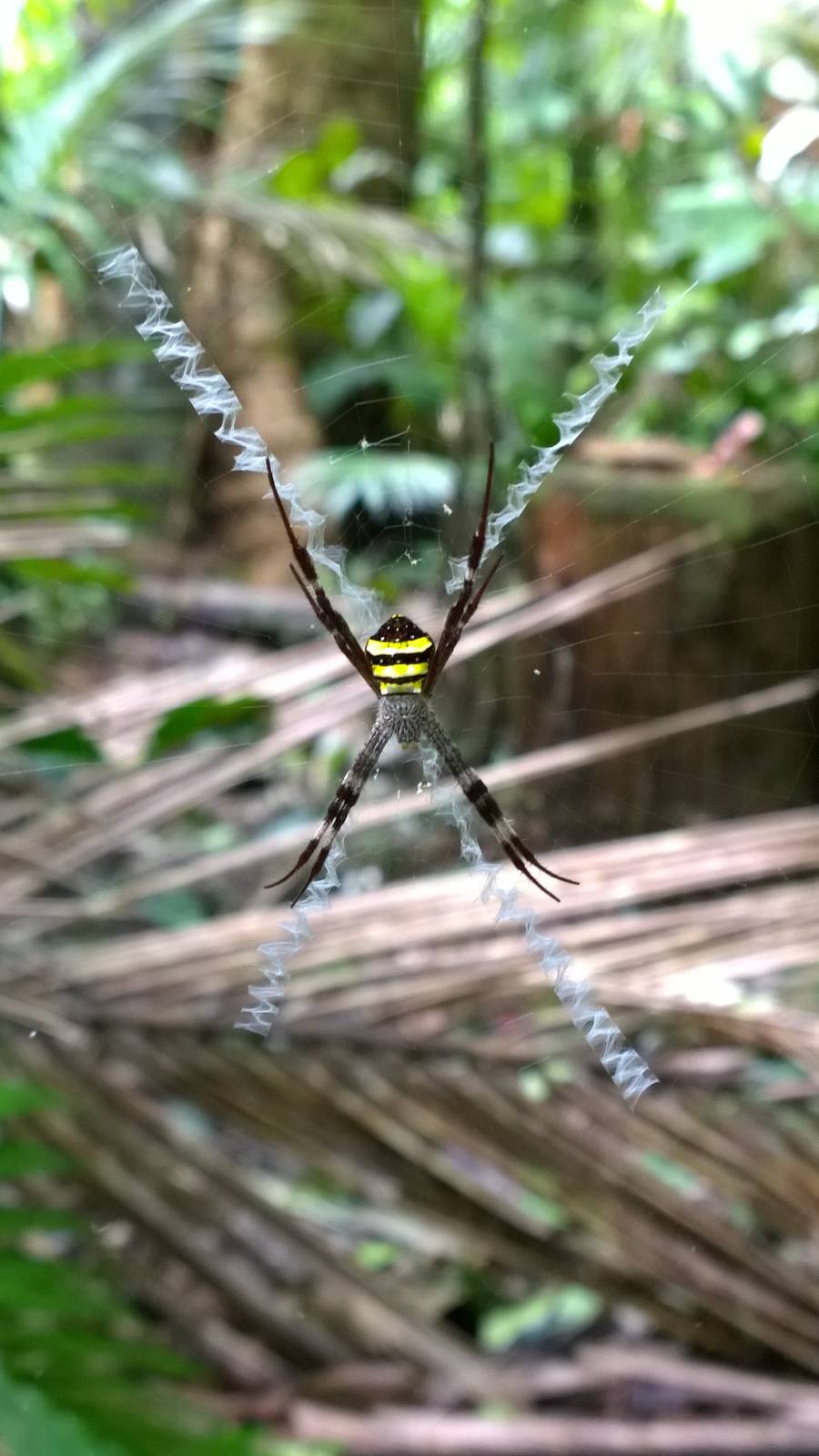 St. Andrew's Cross spiders