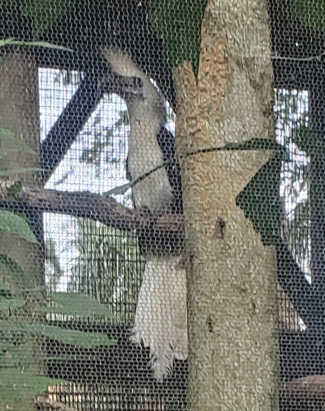 St. Augustine Alligator Farm (2022) - Asian White-crowned Hornbill