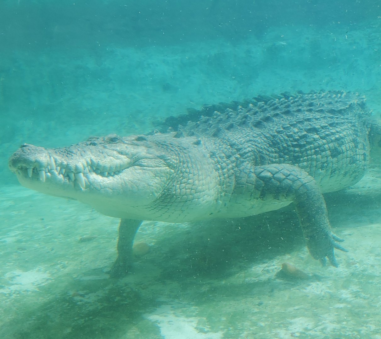 St. Augustine Alligator Farm (2022) - Saltwater Crocodile Maximo