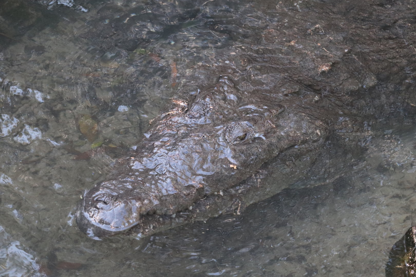 St. Augustine Alligator Farm - American Crocodile
