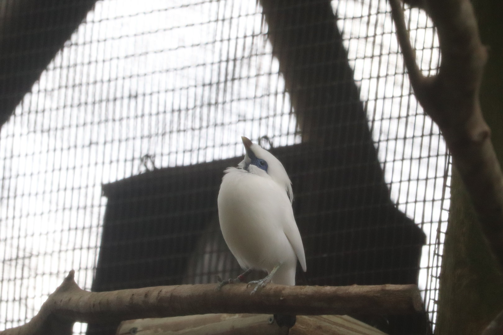 St. Augustine Alligator Farm - Bali Myna