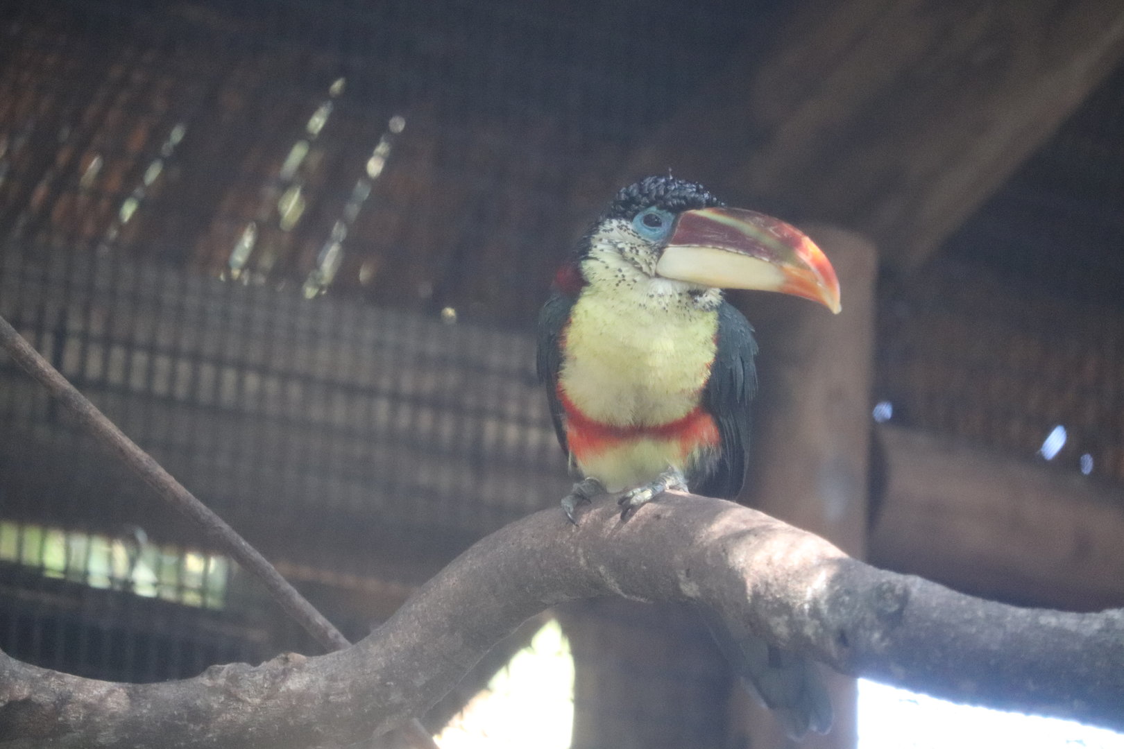 St. Augustine Alligator Farm - Curl-Crested Aracari