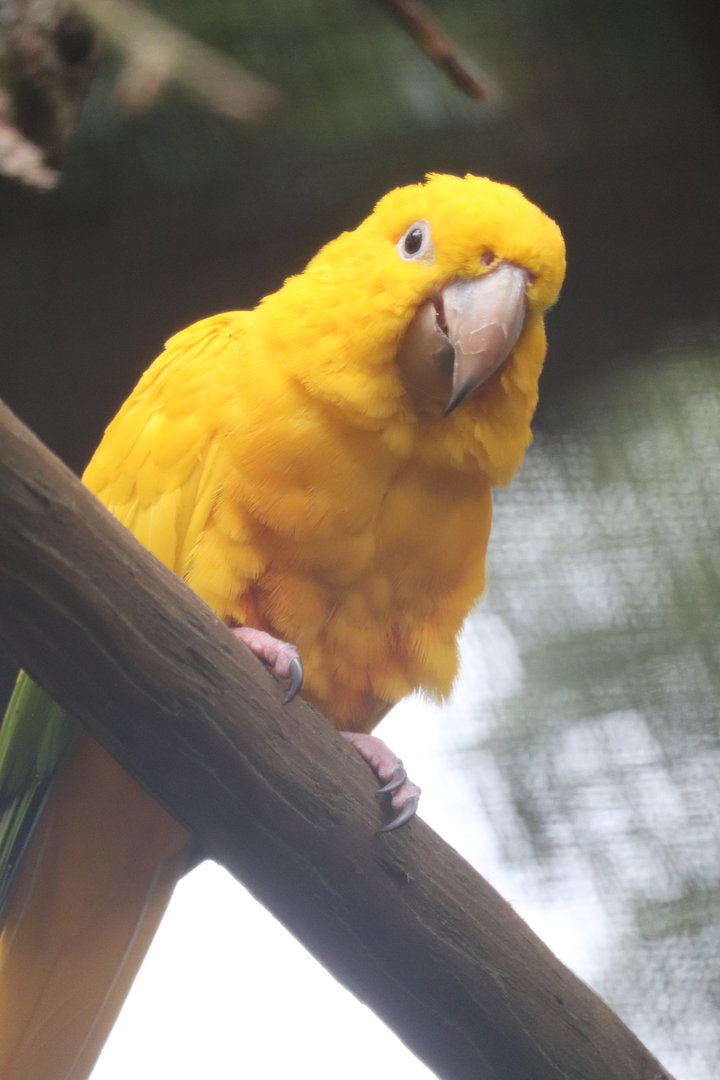 St. Augustine Alligator Farm - Golden Conure