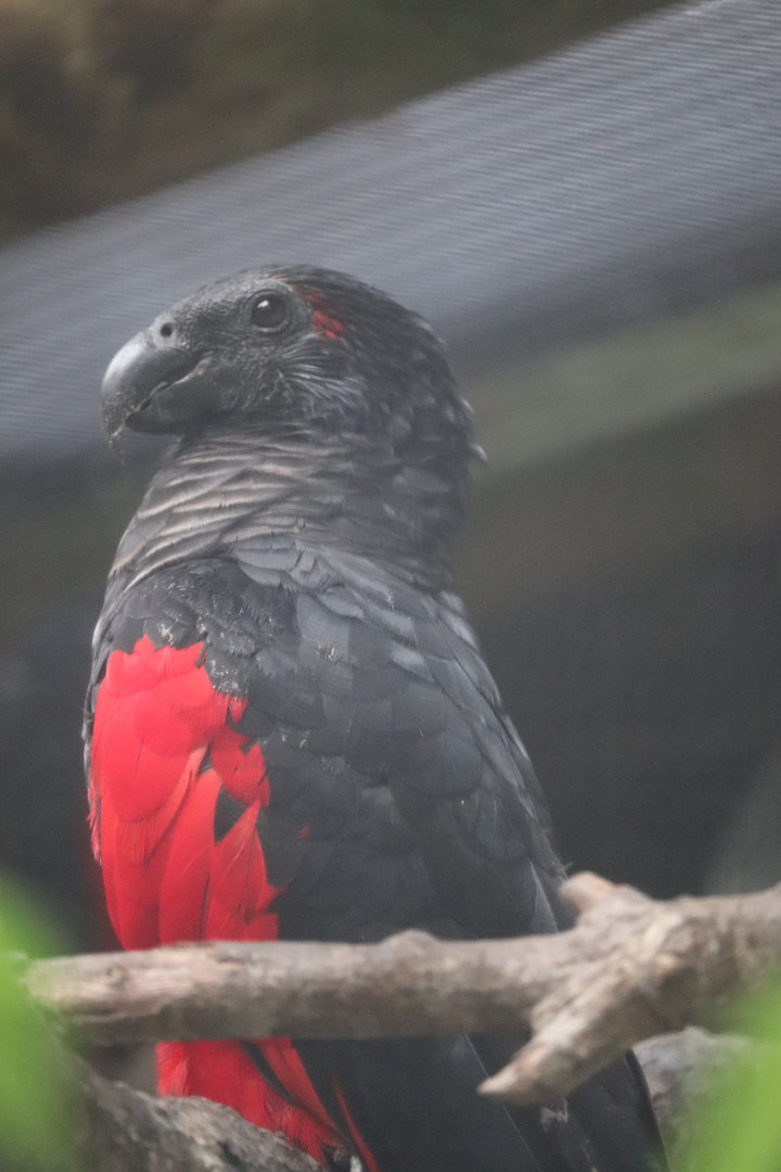 St. Augustine Alligator Farm - Pesquet’s Parrot