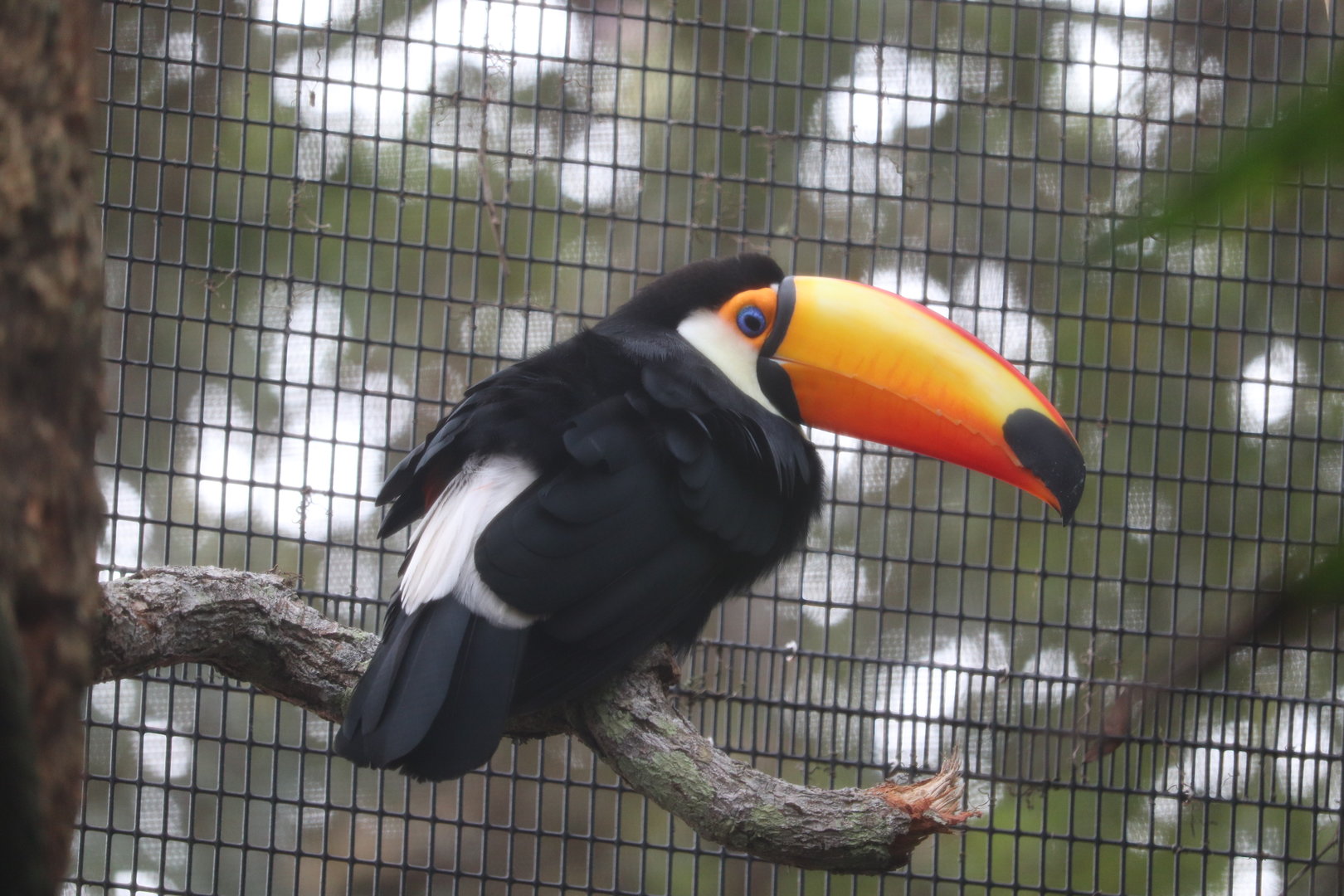 St. Augustine Alligator Farm - Toco Toucan