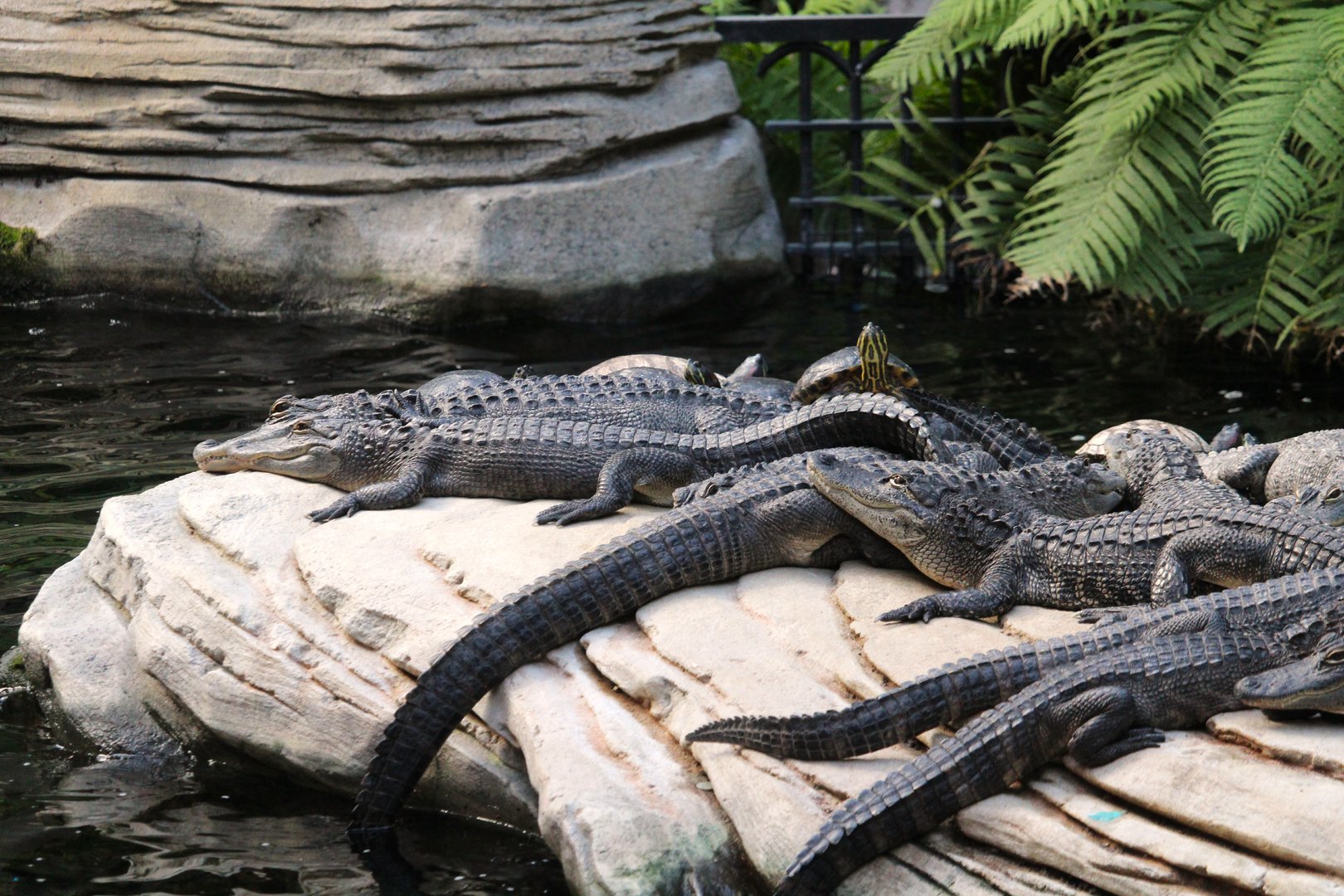 St. Augustine Atrium - American Alligators, Florida Red-bellied Cooter, Red-eared Sliders