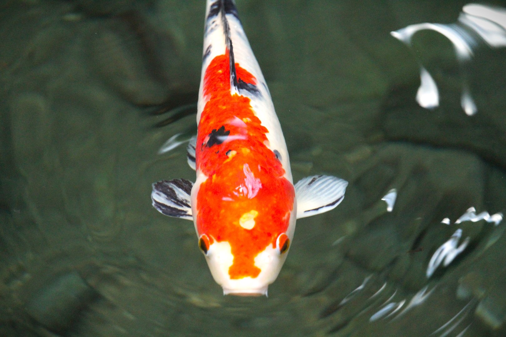 St. Augustine Atrium - Koi/Amur Carp
