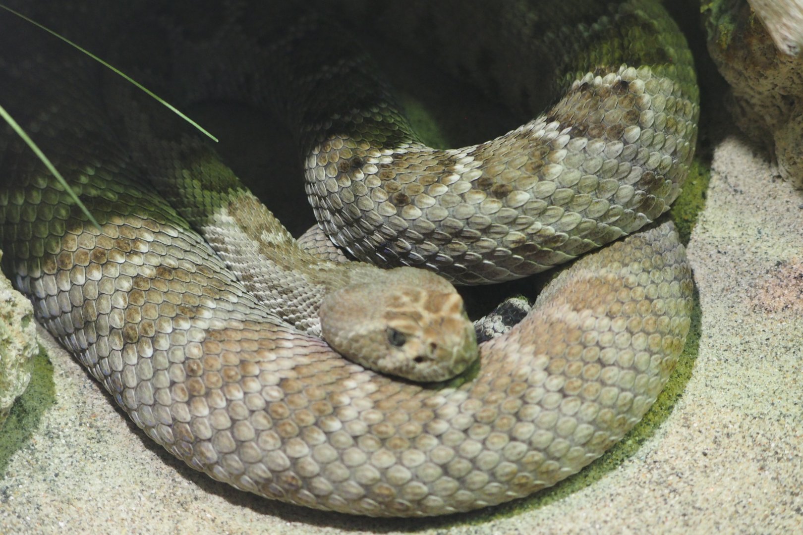 St Catalina Island rattlesnake