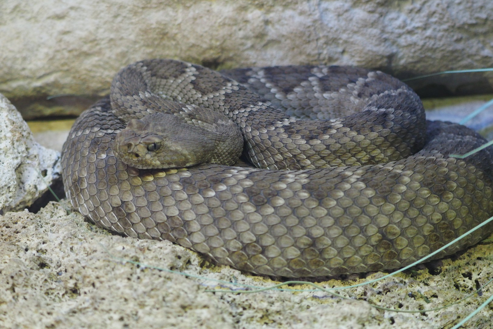 St Catalina Island Rattlesnake