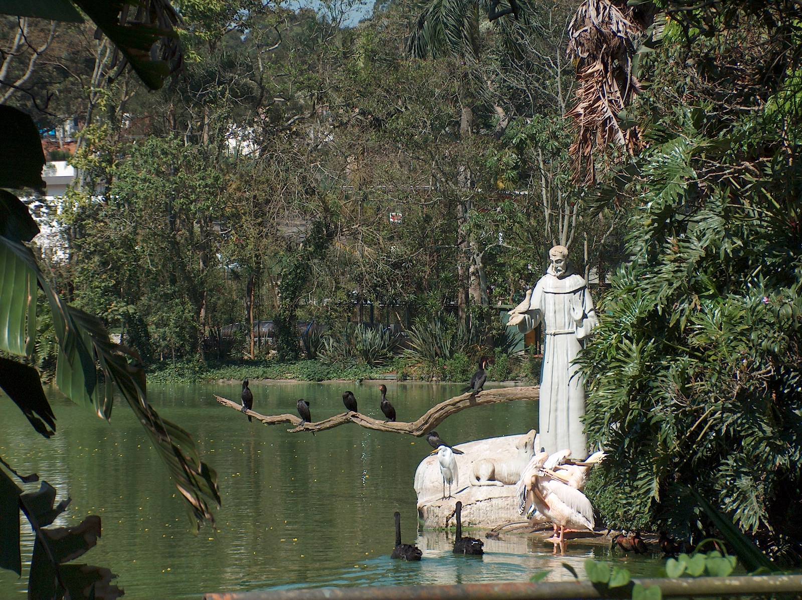 ST. Francis de Assis statue and avian friends Zoologico do Sao Paulo