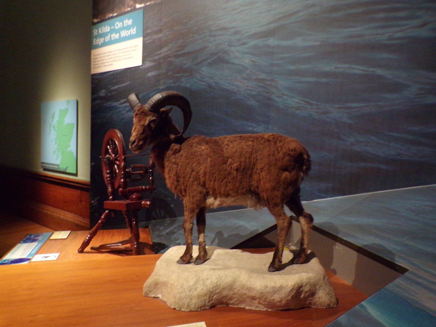 St. Kilda sheep (taken in Kelvingrove museum) 12.2.24