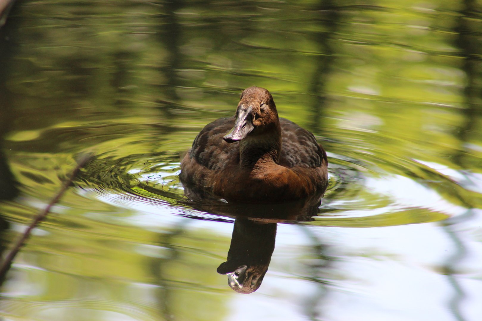 St Louis Zoo - Duck ID