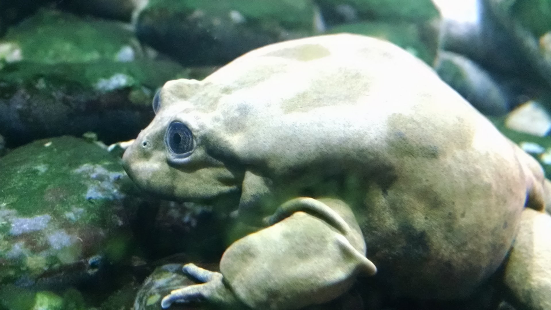 St. Louis Zoo Lake Titicaca frog