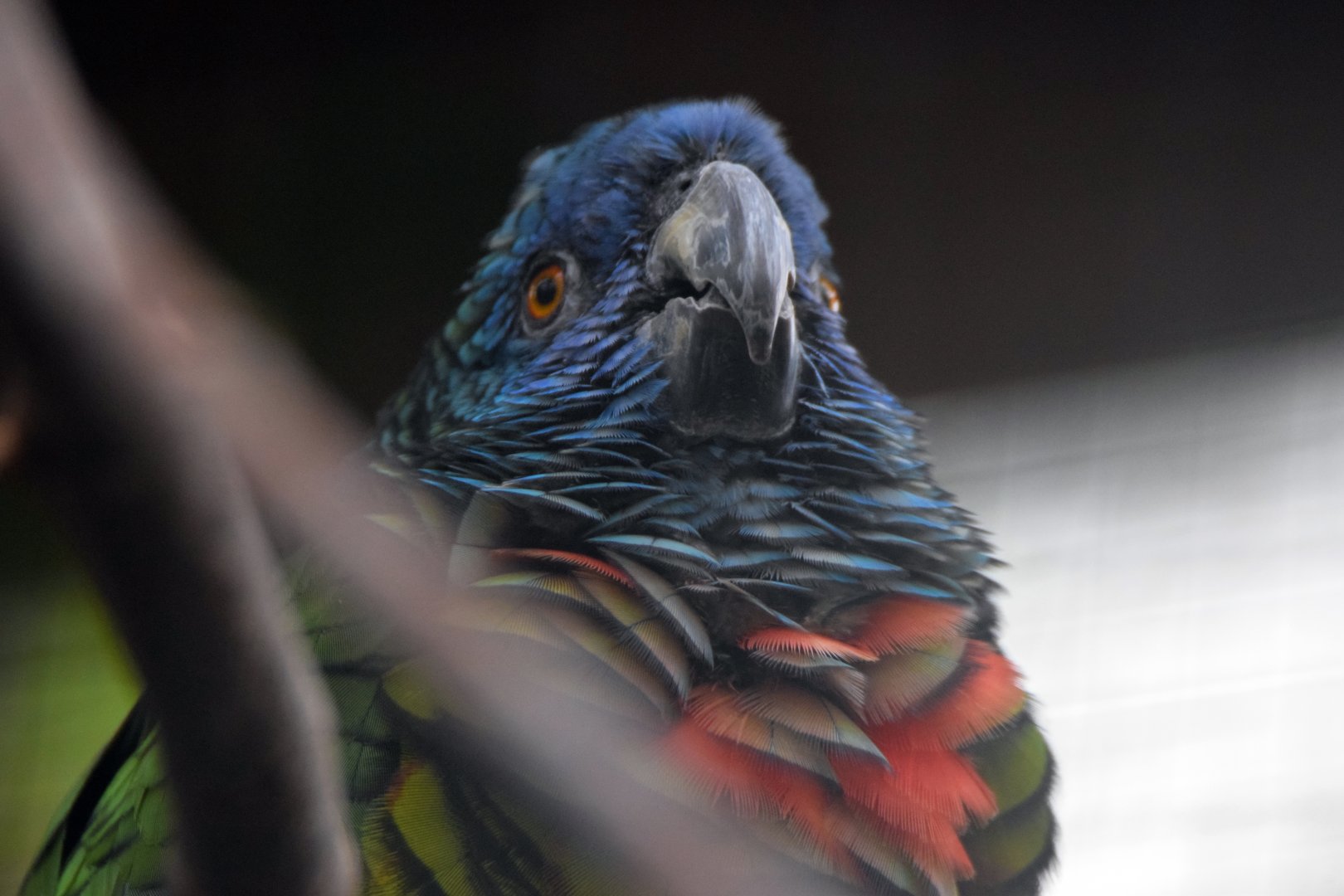 St. Lucia amazon, 19.10.2019