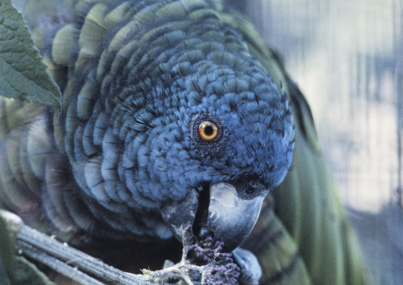 St Lucia Amazon, 1983