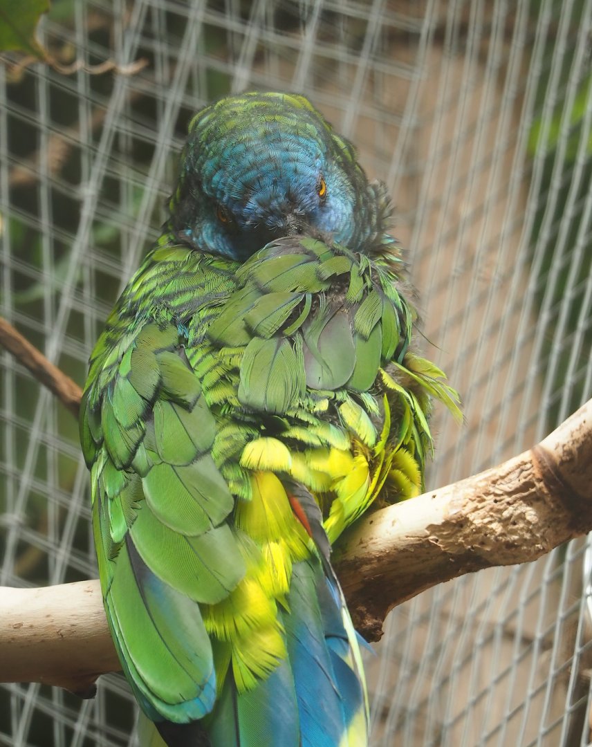 St. Lucia amazon (Amazona versicolor), 2023-05-16