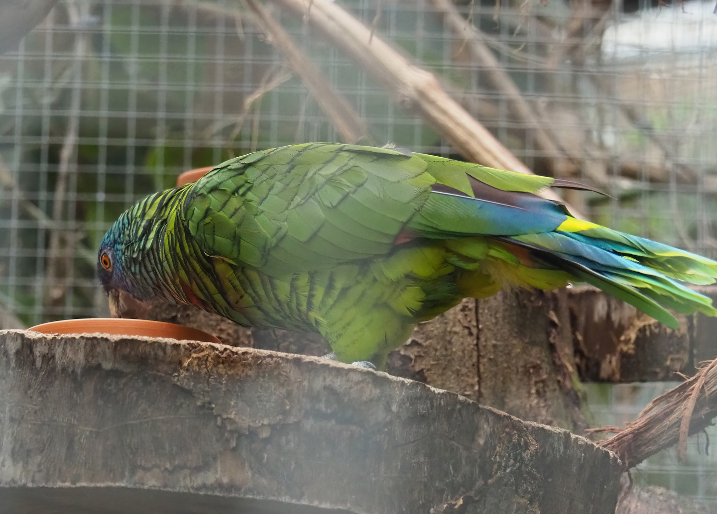 St. Lucia amazon (Amazona versicolor), 2023-10-13