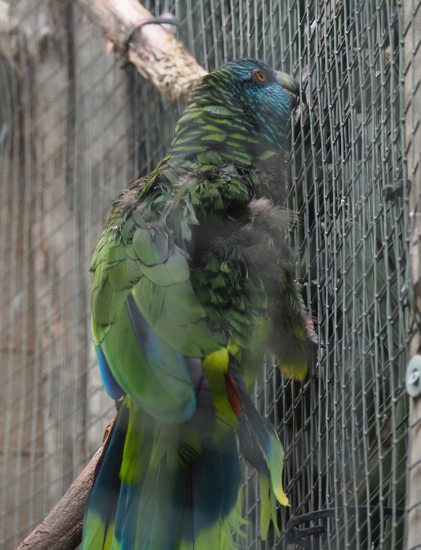 St. Lucia amazon (Amazona versicolor), 2023-10-13
