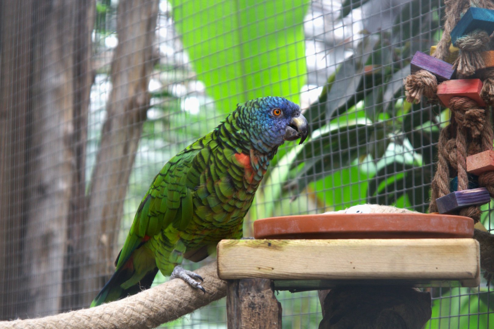 St. Lucia Amazon (Amazona versicolor), 24-04-25
