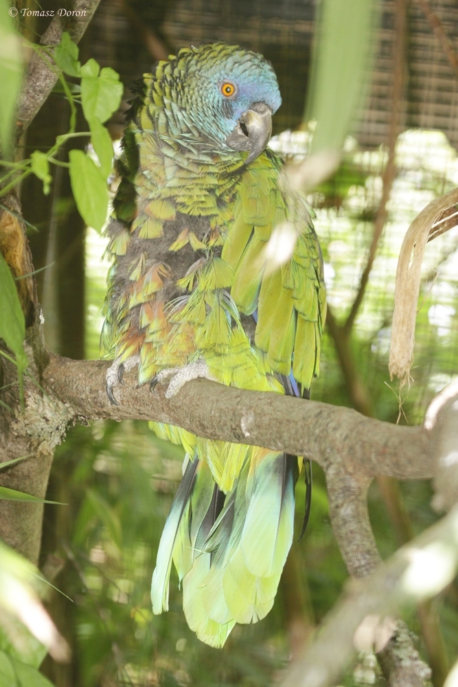 St Lucia Amazon (Amazona versicolor)