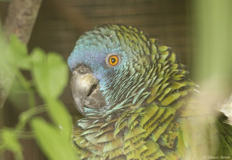 St Lucia Amazon (Amazona versicolor)