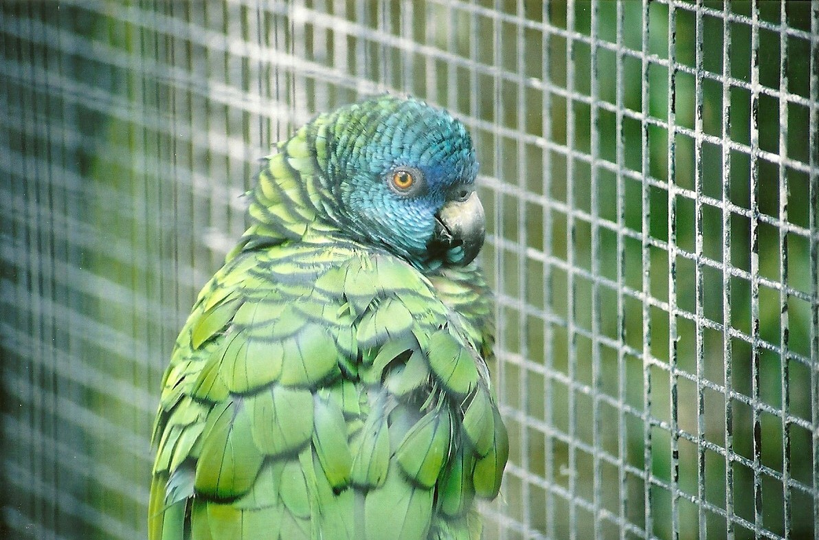 St Lucia Amazon, later 2000s