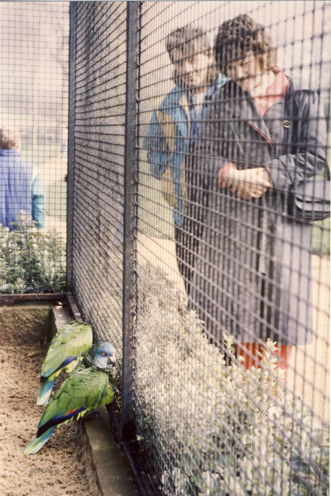 St Lucia Amazon Parrots Jersey Zoo 26 March 1989