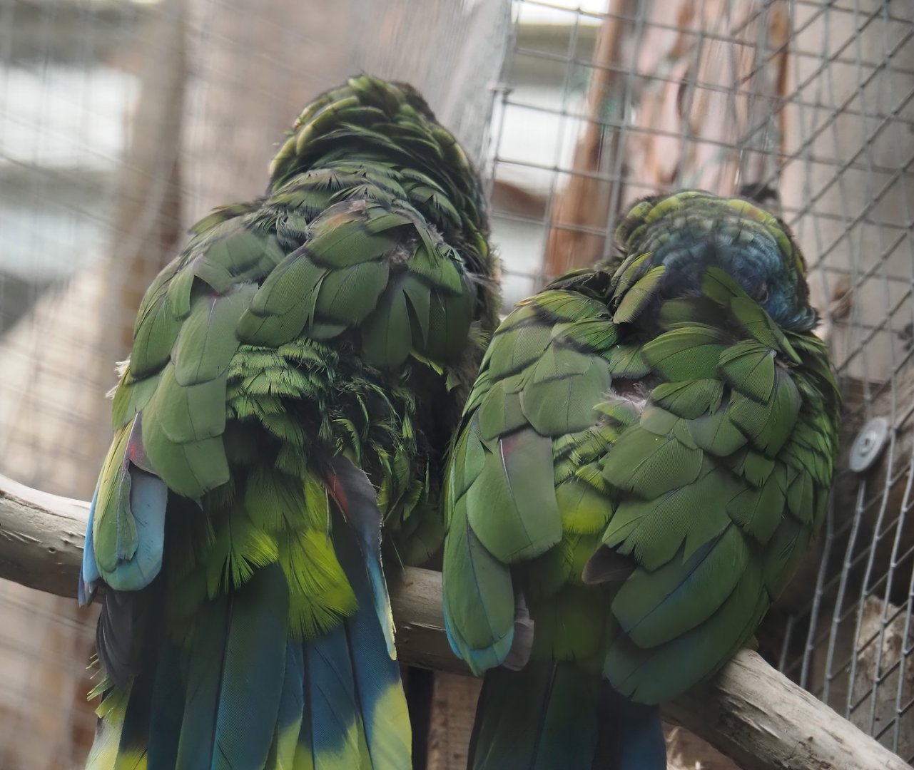 St. Lucia amazons (Amazona versicolor), 2024-09-17