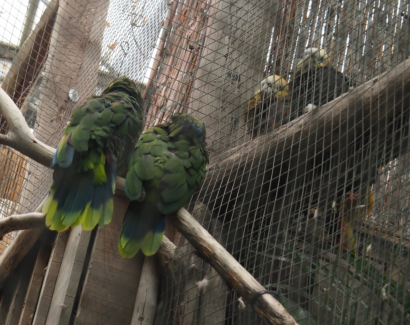 St. Lucia amazons (Amazona versicolor) and St Vincent amazons (A. guildingii), 2024-09-17