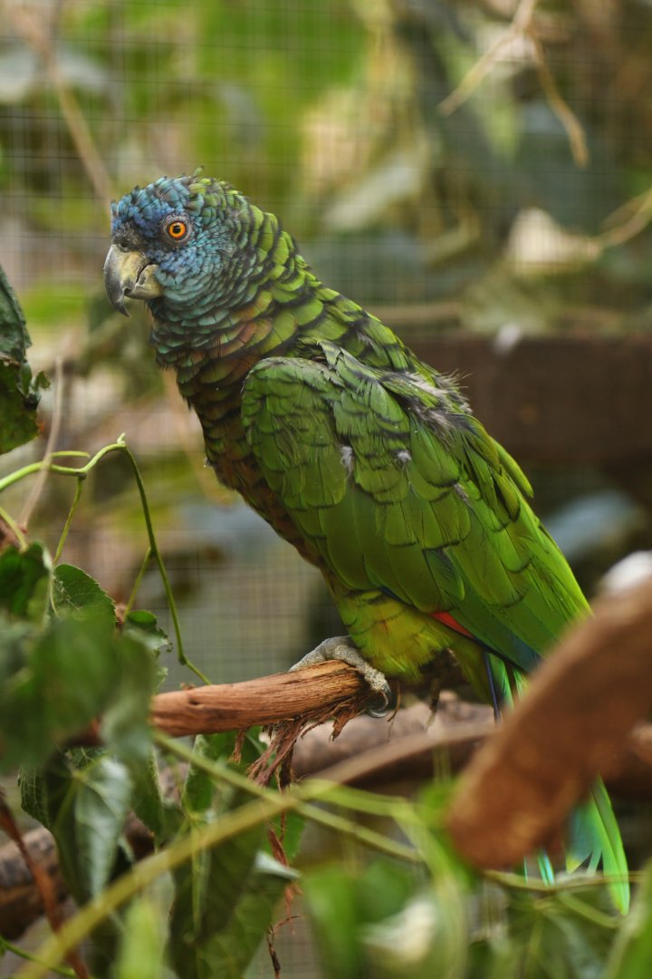 St. Lucia Parrot Amazona versicolor