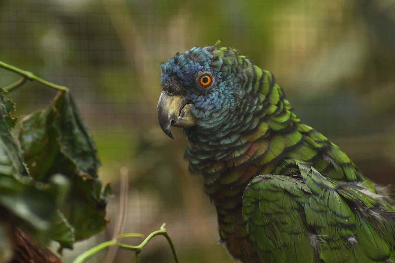 St. Lucia Parrot Amazona versicolor