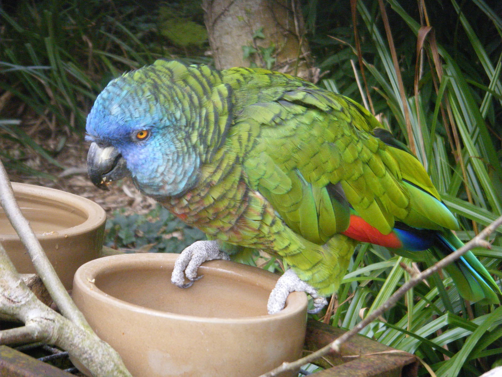 St Lucia Parrot