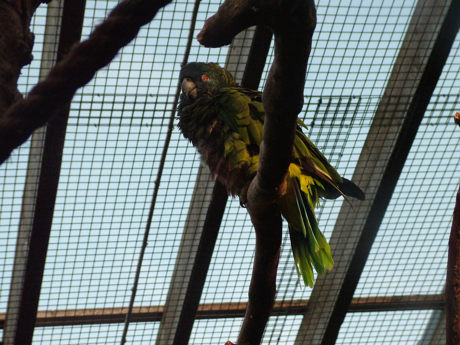 St Lucian Amazon at Chester Dec 08