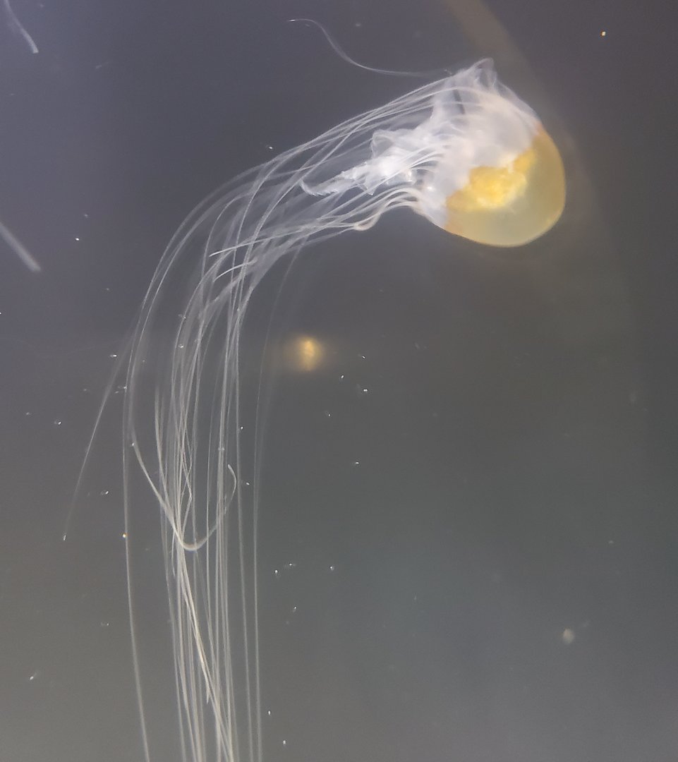 St. Lucie Aquarium - Bay Nettle