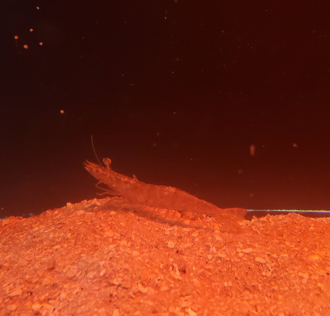 St. Lucie Aquarium - Farfantepenaeus Shrimp