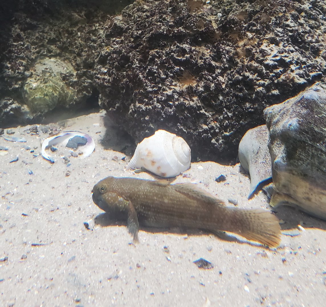 St. Lucie Aquarium - Frillfin