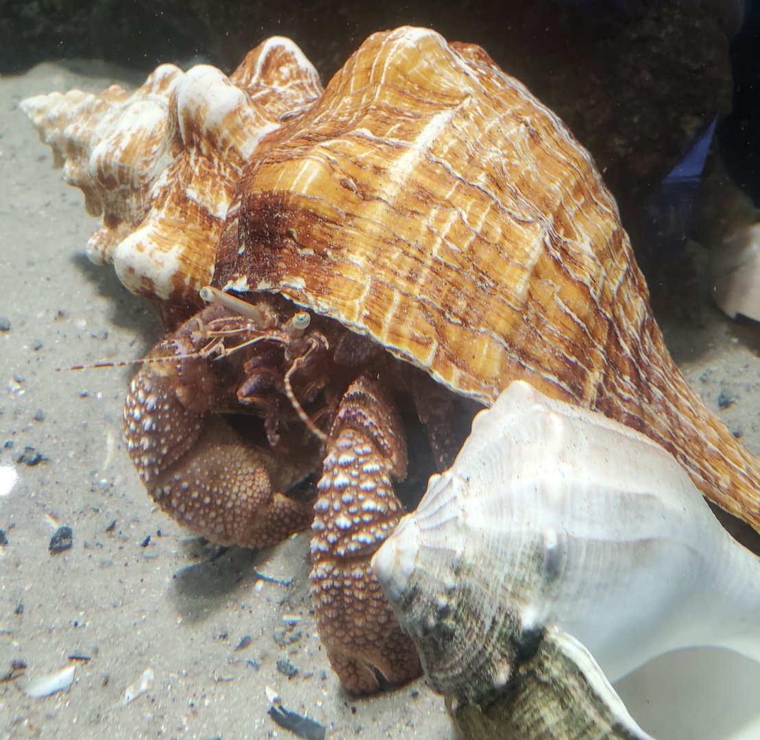 St. Lucie Aquarium - Giant Hermit Crab