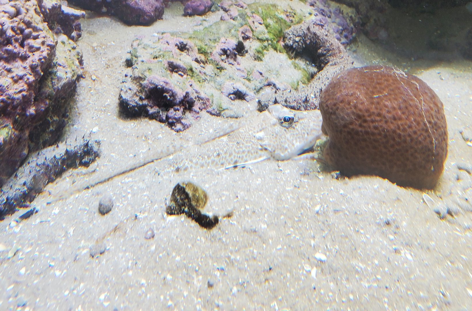 St. Lucie Aquarium - Leopard Searobin
